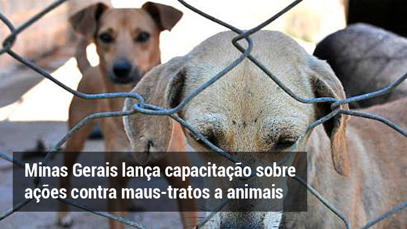 MINAS GERAIS LANÇA CAPACITAÇÃO SOBRE AÇÕES CONTRA MAUS-TRATOS A ANIMAIS